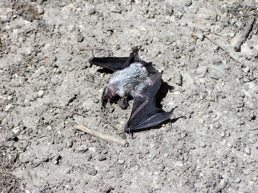 Batman k�tv�llon