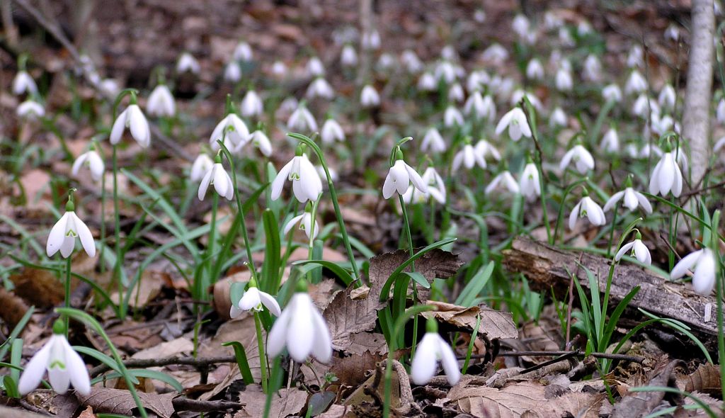 Galanthus nivalis... Snowdrop...azaz h�vir�g