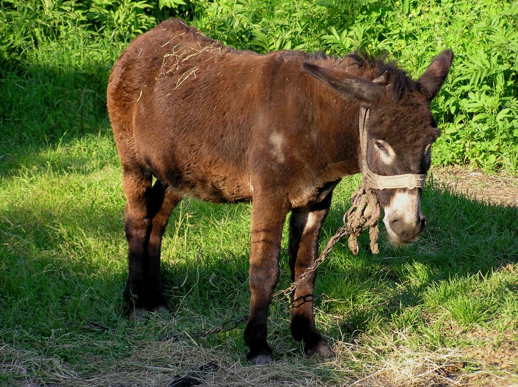Szemere szomor� szamara Szand�n.