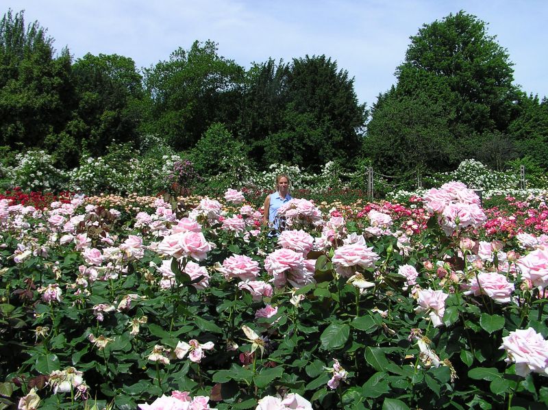 Queen Mary's Garden