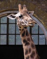 a londoni Zoo