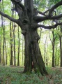 Vörös-kő bérc (Mátra)