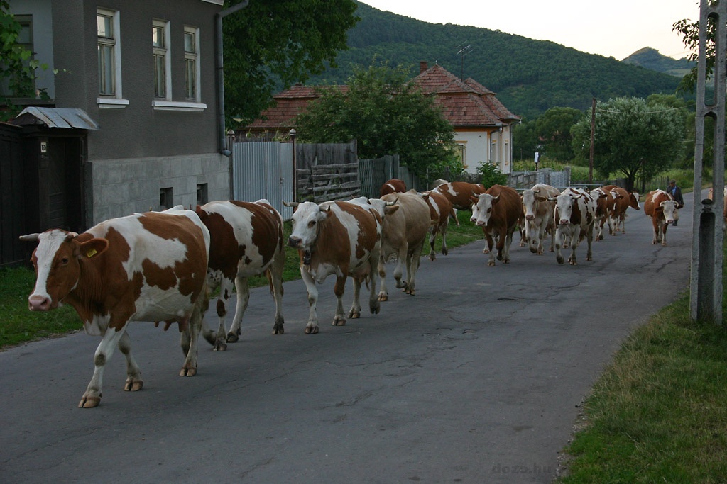 Torocki tejkaravn...