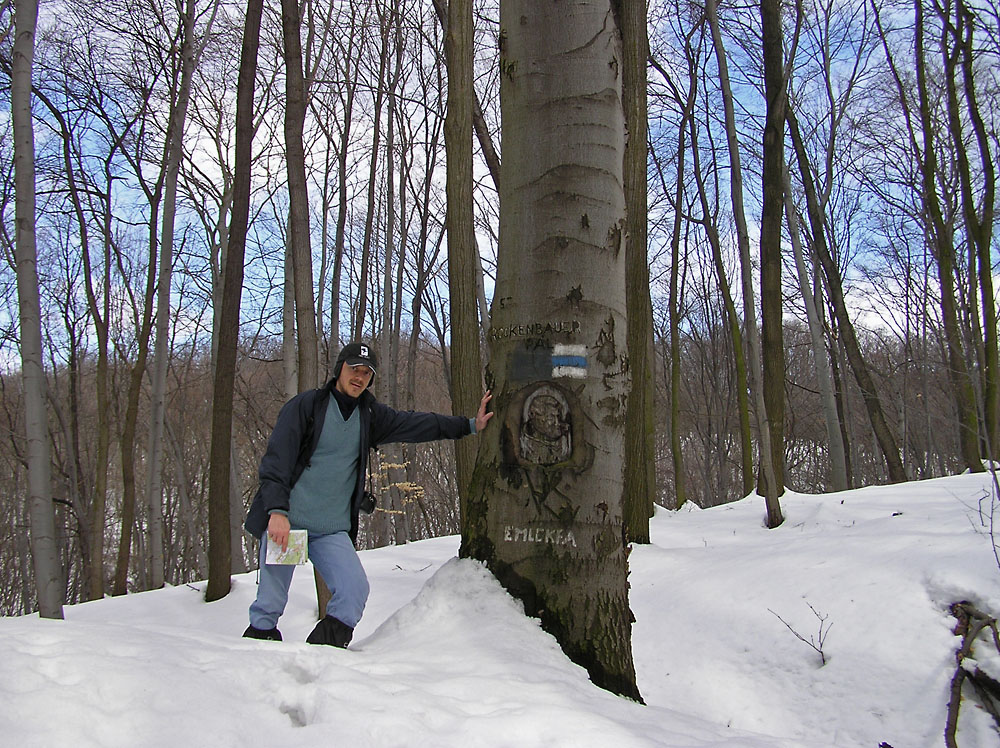 Rockenbauer emlkfa (Vrgesztes-Szrliget kztt)