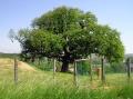 Rákóczi ültette törökmogyoró fa Romhány határában.